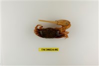 藏品(弧邊管招潮蟹)的圖片